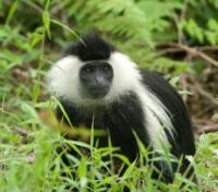 Black & White Colobus Monkey